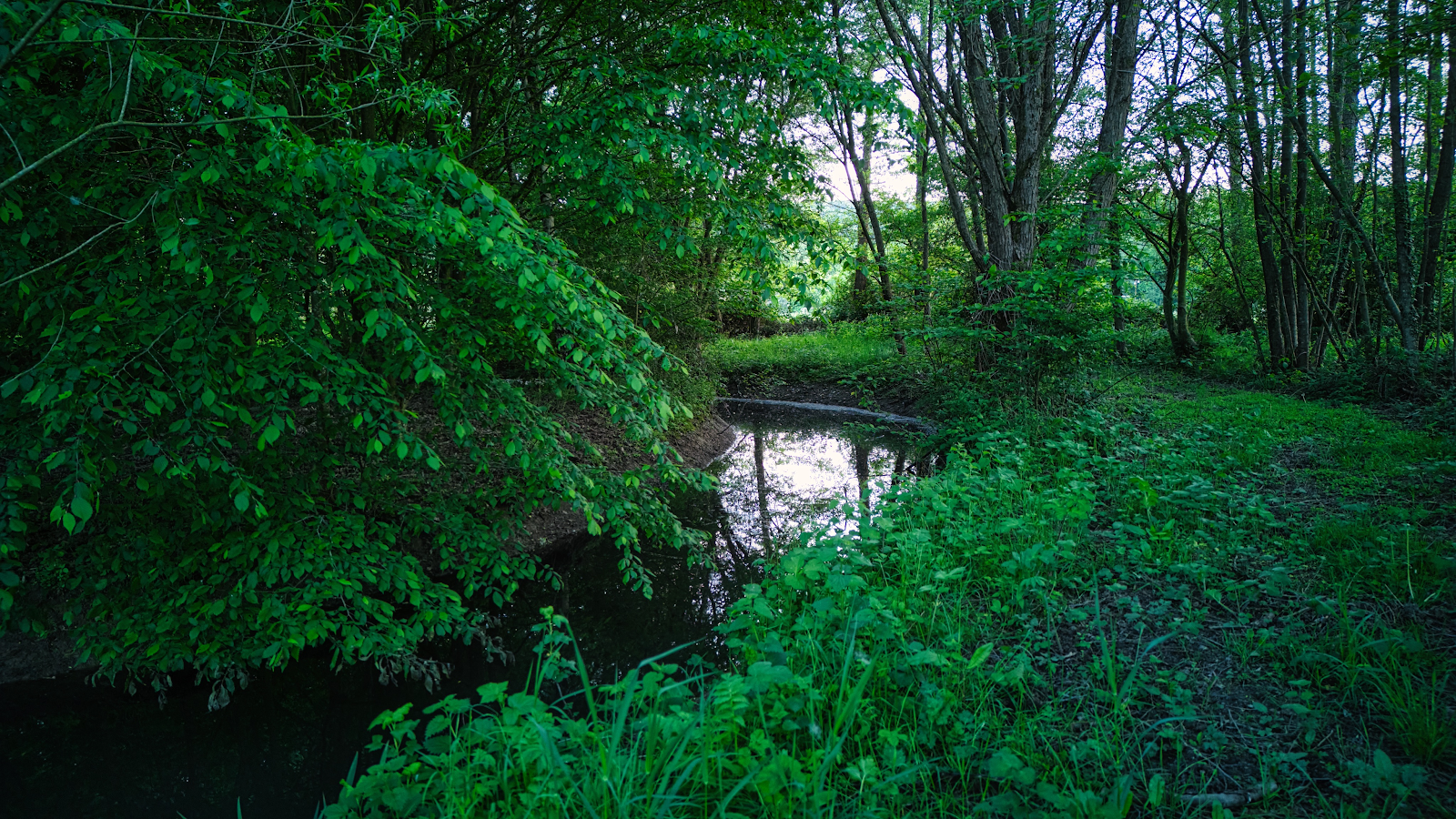Sous-bois verdoyant pour une immersion en forêt