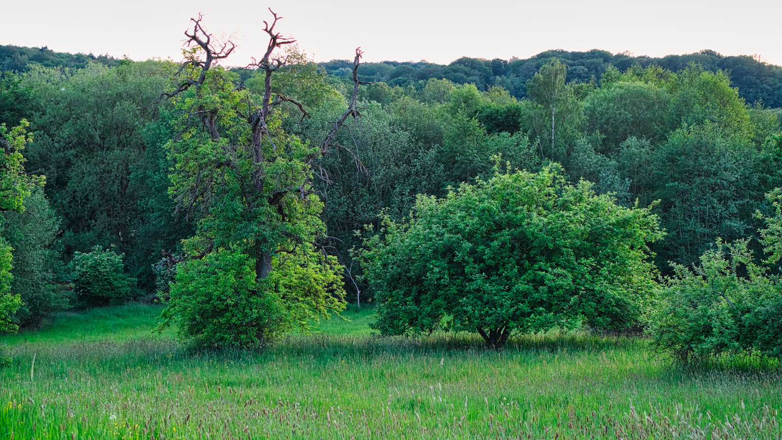 Champ d'herbe verte avec un arbre aux branches supérieures dénudées et une forêt dense en arrière-plan