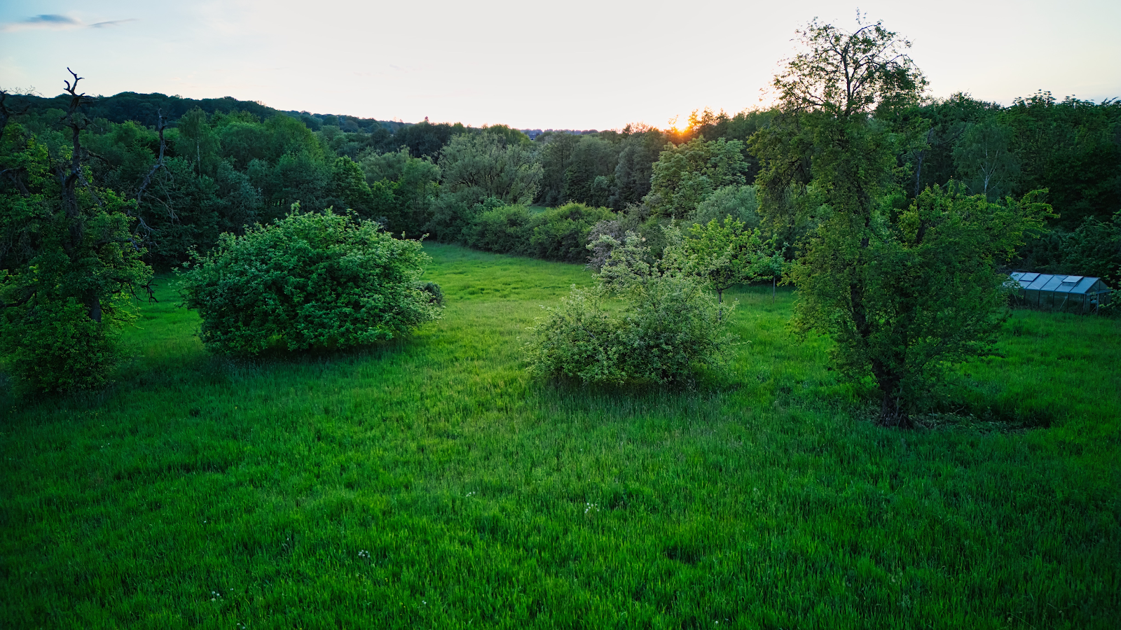 Champ verdoyant avec quelques arbres et arbustes, bordé par une forêt au coucher du soleil